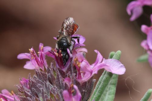 Réf. 186 589 : Osmia andrenoides